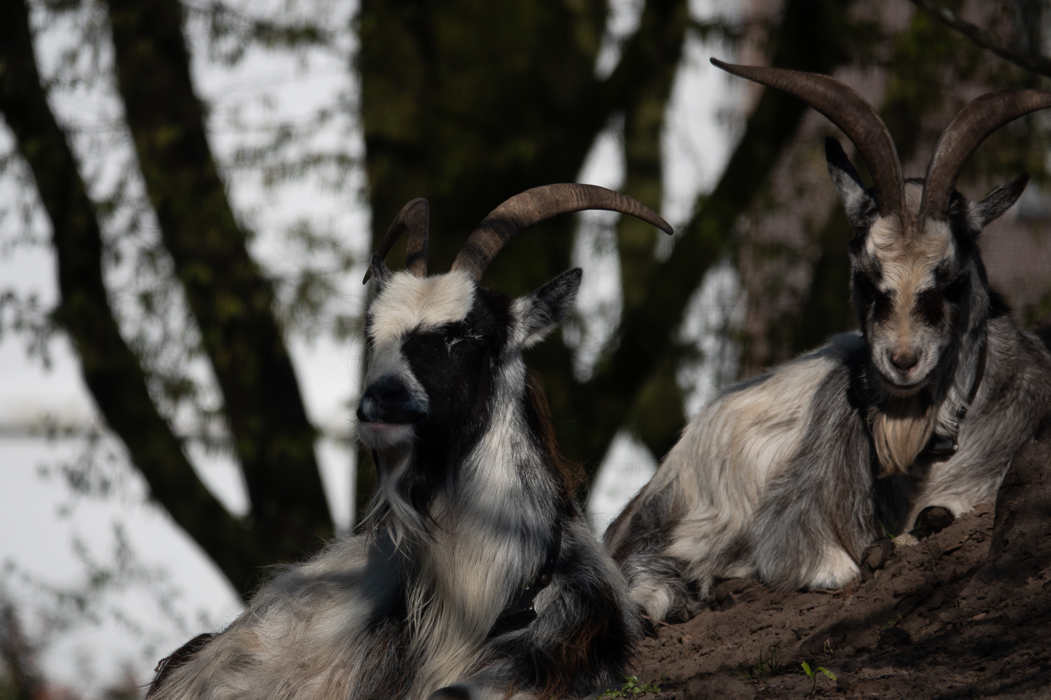 20260321   Fototrip Maart   Naarden vesting   054